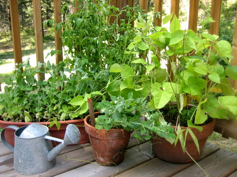 Grow Strawberries In A Pot
