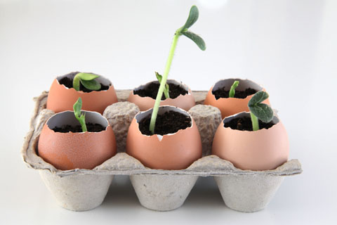 Make Eggshell Seedling Pots To Sprout Your Garden For Less Squawkfox