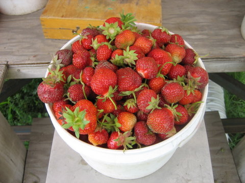 strawberry dessert recipes upick
