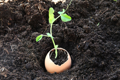 Planter ses jeunes plants dans des coquilles d’œufs pleines de nutriments : une excellente idée.