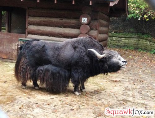 Sometimes you have to shave the Yak